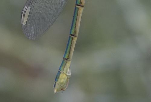 Lestes virens